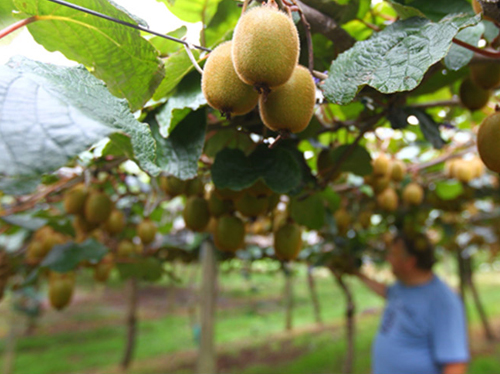 四川红心猕猴桃